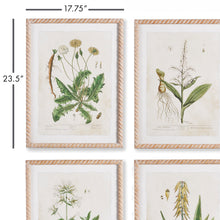 Load image into Gallery viewer, VINTAGE BOTANICAL STUDY, SET OF 4
