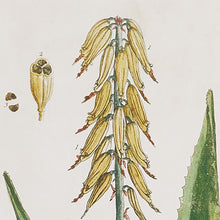 Load image into Gallery viewer, VINTAGE BOTANICAL STUDY, SET OF 4
