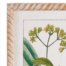 Load image into Gallery viewer, MEADOW BOTANICAL STUDY, SET OF 4
