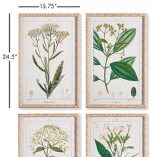 Load image into Gallery viewer, MEADOW BOTANICAL STUDY, SET OF 4
