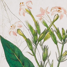Load image into Gallery viewer, MEADOW BOTANICAL STUDY, SET OF 4
