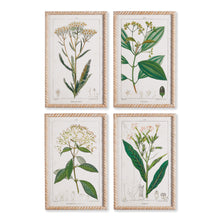Load image into Gallery viewer, MEADOW BOTANICAL STUDY, SET OF 4

