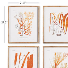 Load image into Gallery viewer, CORAL REEF STUDY, SET OF 4
