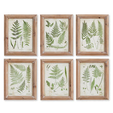 Load image into Gallery viewer, ASSORTED FROND STUDY PETITE, SET OF 6
