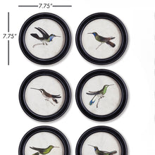 Load image into Gallery viewer, HUMMINGBIRD ROUND PETITE PRINTS, SET OF 6
