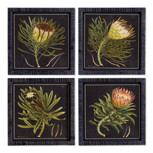 Load image into Gallery viewer, PROTEA PETITE PRINTS, SET OF 4
