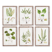 Load image into Gallery viewer, SHADE GARDEN STUDY, SET OF 6
