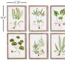 Load image into Gallery viewer, SHADE GARDEN STUDY, SET OF 6

