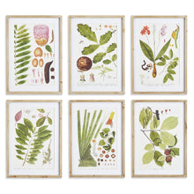 Load image into Gallery viewer, LEAF BOTANICAL STUDY, SET OF 6
