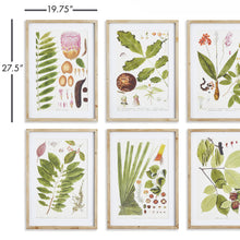 Load image into Gallery viewer, LEAF BOTANICAL STUDY, SET OF 6
