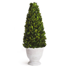 Load image into Gallery viewer, BOXWOOD CONE TOPIARY IN POT
