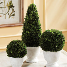 Load image into Gallery viewer, BOXWOOD CONE TOPIARY IN POT
