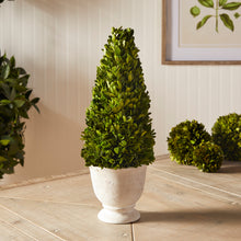 Load image into Gallery viewer, BOXWOOD CONE TOPIARY IN POT
