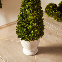 Load image into Gallery viewer, BOXWOOD CONE TOPIARY IN POT

