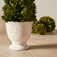 Load image into Gallery viewer, BOXWOOD CONE TOPIARY IN POT
