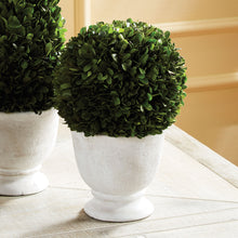 Load image into Gallery viewer, BOXWOOD BALL TOPIARY IN POT LARGE
