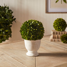 Load image into Gallery viewer, BOXWOOD BALL TOPIARY IN POT LARGE
