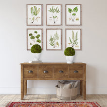 Load image into Gallery viewer, BOXWOOD BALL TOPIARY IN POT SMALL
