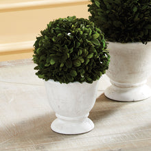 Load image into Gallery viewer, BOXWOOD BALL TOPIARY IN POT SMALL

