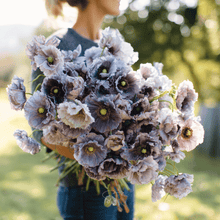 Load image into Gallery viewer, Amazing Grey Poppy – 25 Seeds
