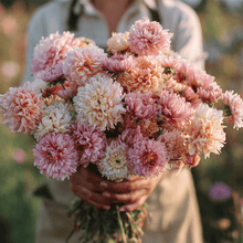 Load image into Gallery viewer, Apricot Paeony Duchess Aster – 50 Seeds
