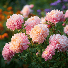Load image into Gallery viewer, Apricot Paeony Duchess Aster – 50 Seeds
