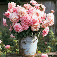 Load image into Gallery viewer, Apricot Paeony Duchess Aster – 50 Seeds
