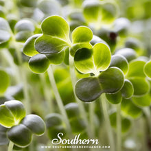 Load image into Gallery viewer, Calabrese Green Broccoli – 100 Seeds
