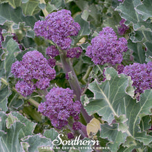 Load image into Gallery viewer, Purple Sprouting Broccoli – 100 Seeds
