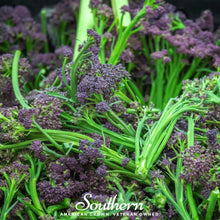 Load image into Gallery viewer, Purple Sprouting Broccoli – 100 Seeds
