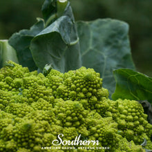Load image into Gallery viewer, Romanesco Broccoli – 100 Seeds
