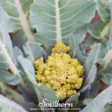 Load image into Gallery viewer, Romanesco Broccoli – 100 Seeds
