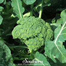 Load image into Gallery viewer, Waltham 29 Broccoli – 100 Seeds
