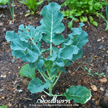 Load image into Gallery viewer, Waltham 29 Broccoli – 100 Seeds
