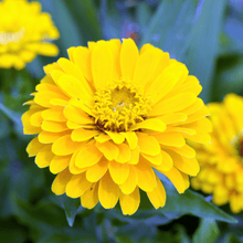 Load image into Gallery viewer, Canary Bird Zinnia – 100 Seeds

