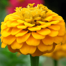Load image into Gallery viewer, Canary Bird Zinnia – 100 Seeds
