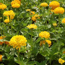 Load image into Gallery viewer, Canary Bird Zinnia – 100 Seeds
