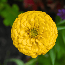 Load image into Gallery viewer, Canary Bird Zinnia – 100 Seeds
