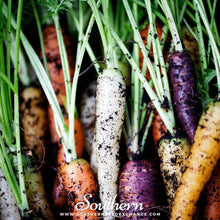Load image into Gallery viewer, Rainbow Carrot – 100 Seeds
