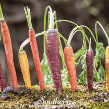 Load image into Gallery viewer, Rainbow Carrot – 100 Seeds
