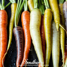 Load image into Gallery viewer, Rainbow Carrot – 100 Seeds

