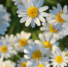 Load image into Gallery viewer, Roman Chamomile – 300 Seeds
