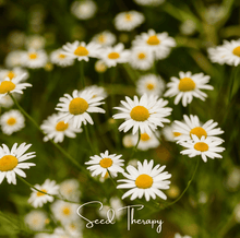 Load image into Gallery viewer, Roman Chamomile – 300 Seeds
