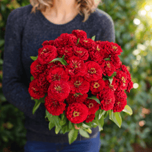 Load image into Gallery viewer, Cherry Queen Zinnia – 100 Seeds
