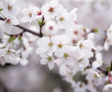 Load image into Gallery viewer, Fresh Cherry Blossom Branches
