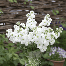 Load image into Gallery viewer, White Goddess Column Stock – 50 Seeds
