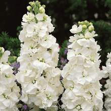 Load image into Gallery viewer, White Goddess Column Stock – 50 Seeds
