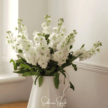 Load image into Gallery viewer, White Goddess Column Stock – 50 Seeds
