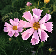 Load image into Gallery viewer, Sea Shells Cosmos – 100 Seeds

