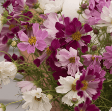 Load image into Gallery viewer, Sea Shells Cosmos – 100 Seeds
